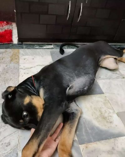 9 months old Female Rottweiler delhi