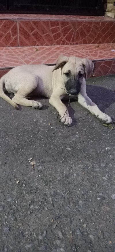 Indie puppy for adoption in Lajpat nagar