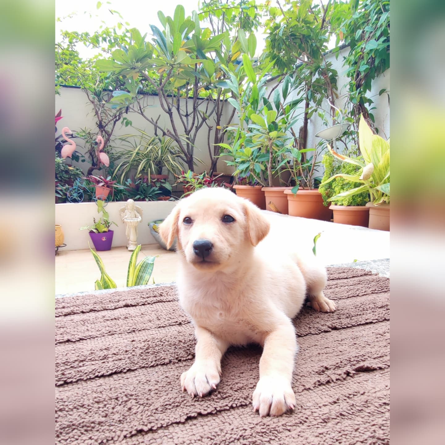 Butter (Indie Pup) Up for Adoption in Pune - Adopt Dog
