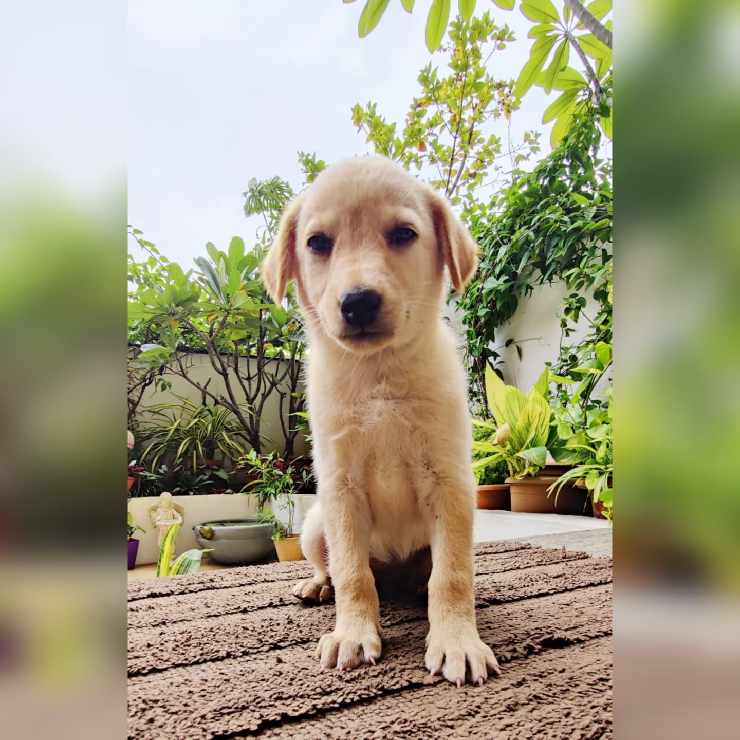 Butter (Indie Pup) Up for Adoption in Pune - Adopt Dog