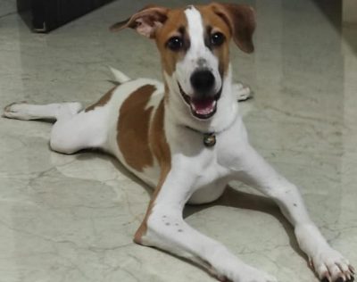 indie dog for adoption in mumbai