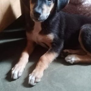 indie puppy for adoption