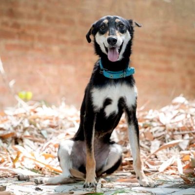 1 Year Old Male Indie Puppy for Adoption in Himachal Pradesh