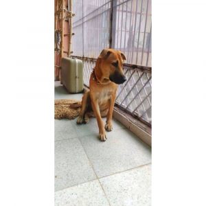 2 Years Old Indie Dog for Adoption in Delhi