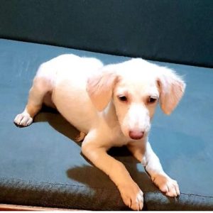 3-Months-Old-Indie-Puppy-for-Adoption-in-Mumbai
