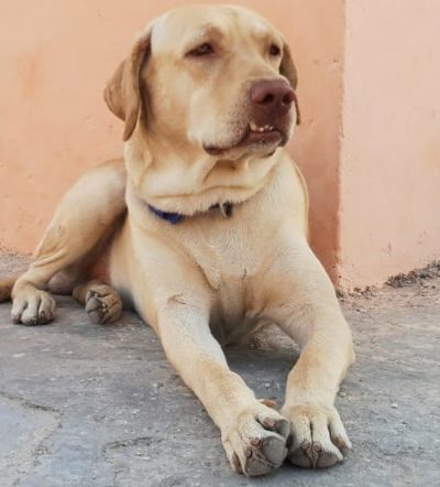 3-Year-Old-Dog-Labrador-for-Adoption-DelhiNCR