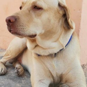 3-Year-Old-Dog-Labrador-for-Adoption-DelhiNCR-Front