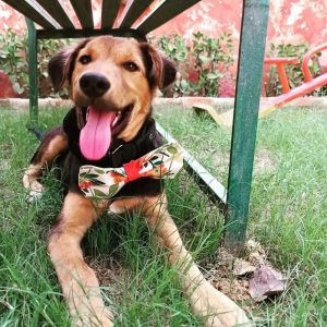 ATTACHMENT DETAILS 5-Months-Old-Puppy-Huntaway-for-Adoption-in-Gurgaon-DelhiNCR-Front
