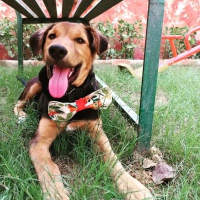 ATTACHMENT DETAILS 5-Months-Old-Puppy-Huntaway-for-Adoption-in-Gurgaon-DelhiNCR-Front