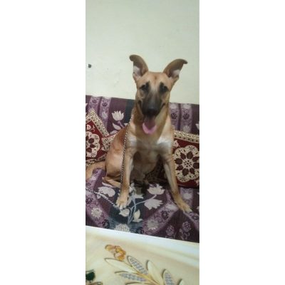 8-Months-Old-Dog-Belgian-Shepherd-for-Adoption-DelhiNCR