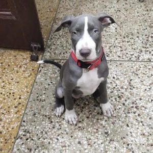 Bully-Female-Dog-for-Adoption