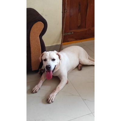 Coco Labrador Dog for Adoption in Hyderabad
