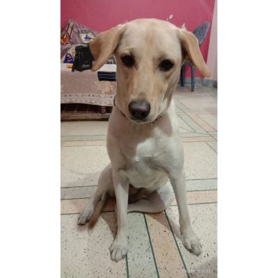 Female Labrador Dog for Adoption in Delhi