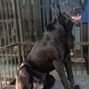 Female-Labrador-Dog-for-Adoption-in-delhi