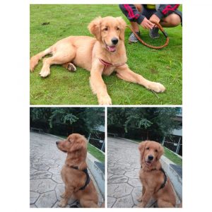 Golden Retriever Puppy for Adoption Pune