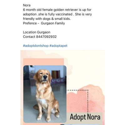 Golden Retriever Puppy for Adoption in Gurgaon