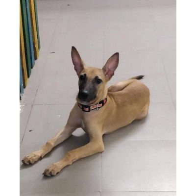 Indie-Dog-for-Adoption