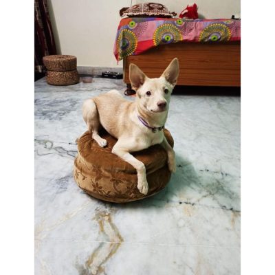 Indie Dog for Adoption in Delhi