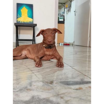 Indie Dog for Adoption in Mumbai