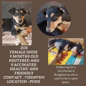 Indie Dog for Adoption in Pune