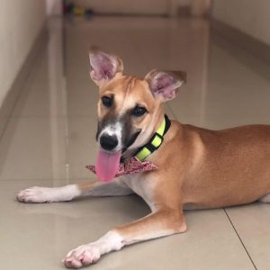 Indie-Female-Dog-for-Adoption