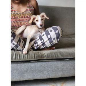 Indie Female Dog for Adoption in Mumbai
