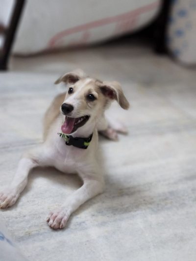 Indie Female Dog for Adoption in Mumbai