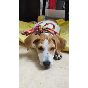 Indie-Puppy-for-Adoption-in-Chennai