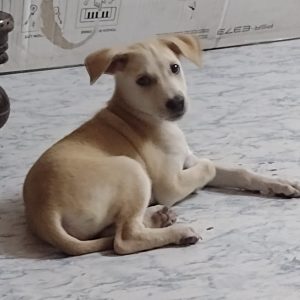 Indie Puppy for Adoption in Pune