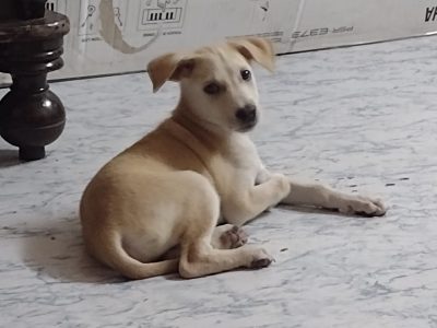 Indie Puppy for Adoption in Pune