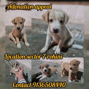 Indie Puppy for Adoption in Rohini