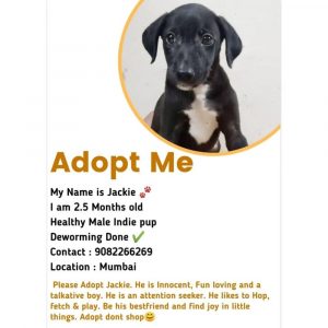 Jackie-Male-Indie-Puppy-for-Adoption-in-Mumbai