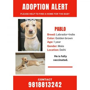 Labrador Dog for Adoption in Delhi