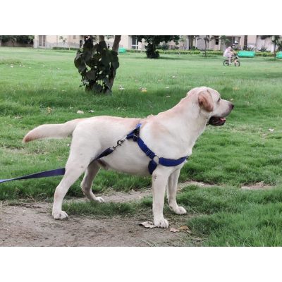 Labrador Dog for Adoption in Delhi Side Face