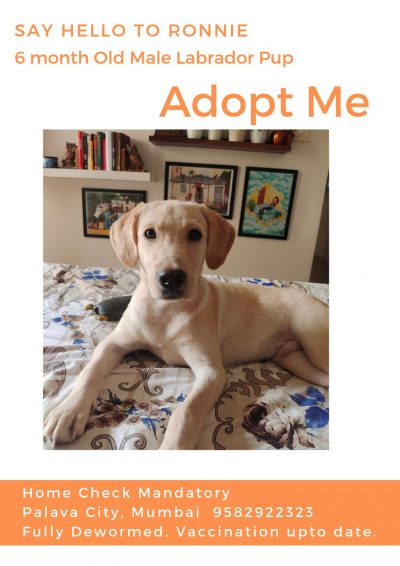 Labrador for Adoption