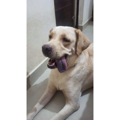 Labrador-for-Adoption-in-Delhi