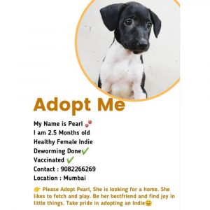 Pearl-Female-Indie-Puppy-for-Adoption-in-Mumbai