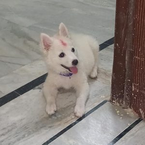Pomeranian-for-Adoption