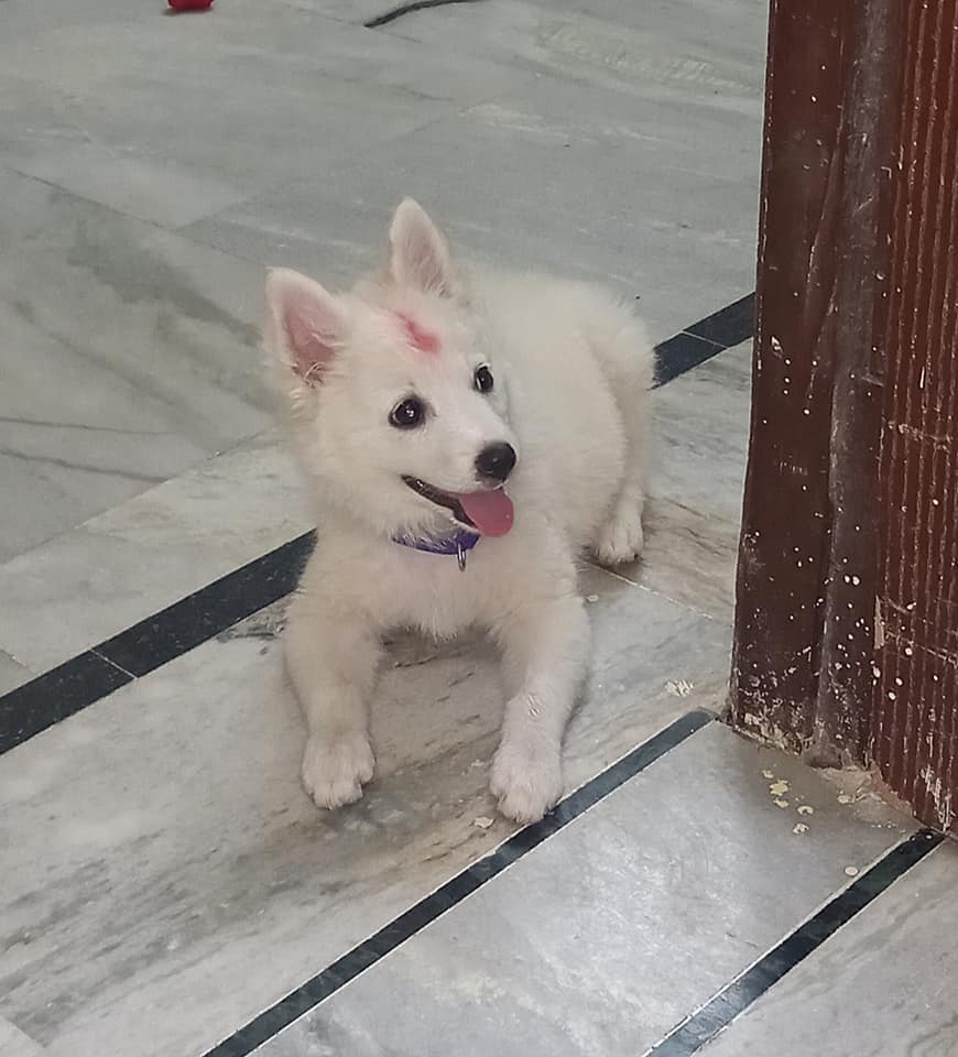 5 Month Old Pomeranian Puppy for Adoption in Hyderabad - Adopt Dog
