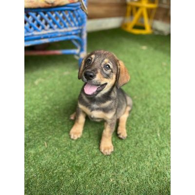 Puppy for Adoption in Gurgaon