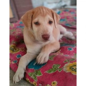 3-Months-old-male-puppy