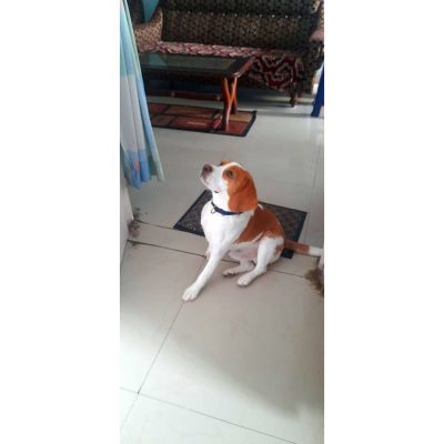 Beagle Dog for Adoption in Jharkhand