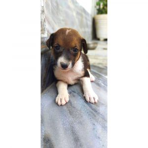 Brownie-Puppy-for-Adoption-in-Delhi