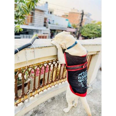 Bruno 1.8 Year Old Labrador Dog for Adoption in Delhi Stamd