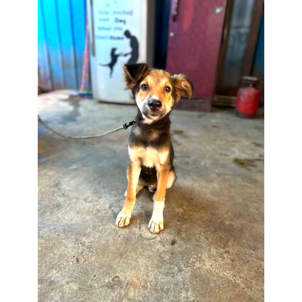 Champ 3 Month Old Indie Puppy for Adoption in Pune - Adopt Dog