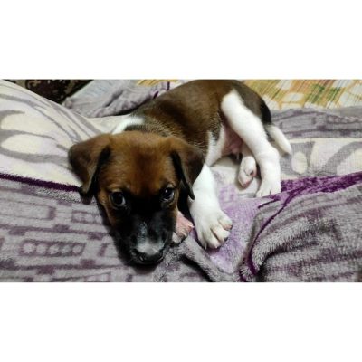 Charlie Puppy for Adoption in Delhi