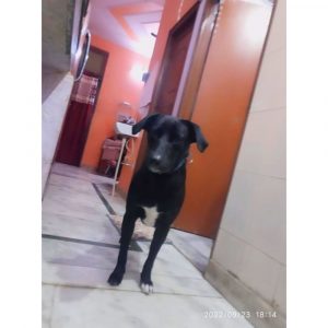 Chethi Dog for Adoption in Delhi