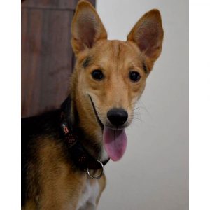 Chotu-Puppy-for-Adoption-in-Delhi