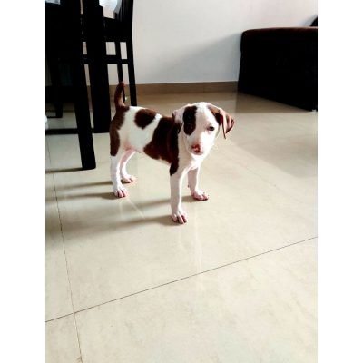 Coco-Female-Indie-Dog-for-Adoption-in-Mumbai