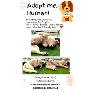 Cotton-Pomeranian-Dog-for-Adoption-in-Bangalore